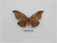 藏品(尺蛾271)的圖片
